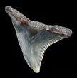 Hemipristis Shark Tooth Fossil - Virginia #50034-1